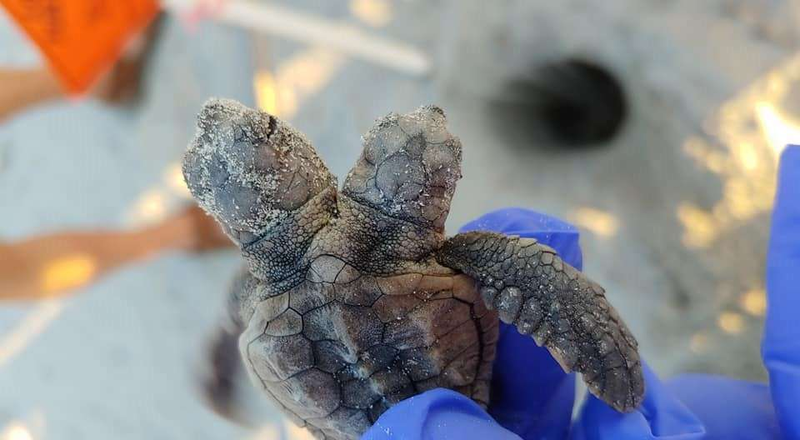 Illustration for article titled Encuentran una tortuga bebé de dos cabezas en una playa de Carolina del Sur